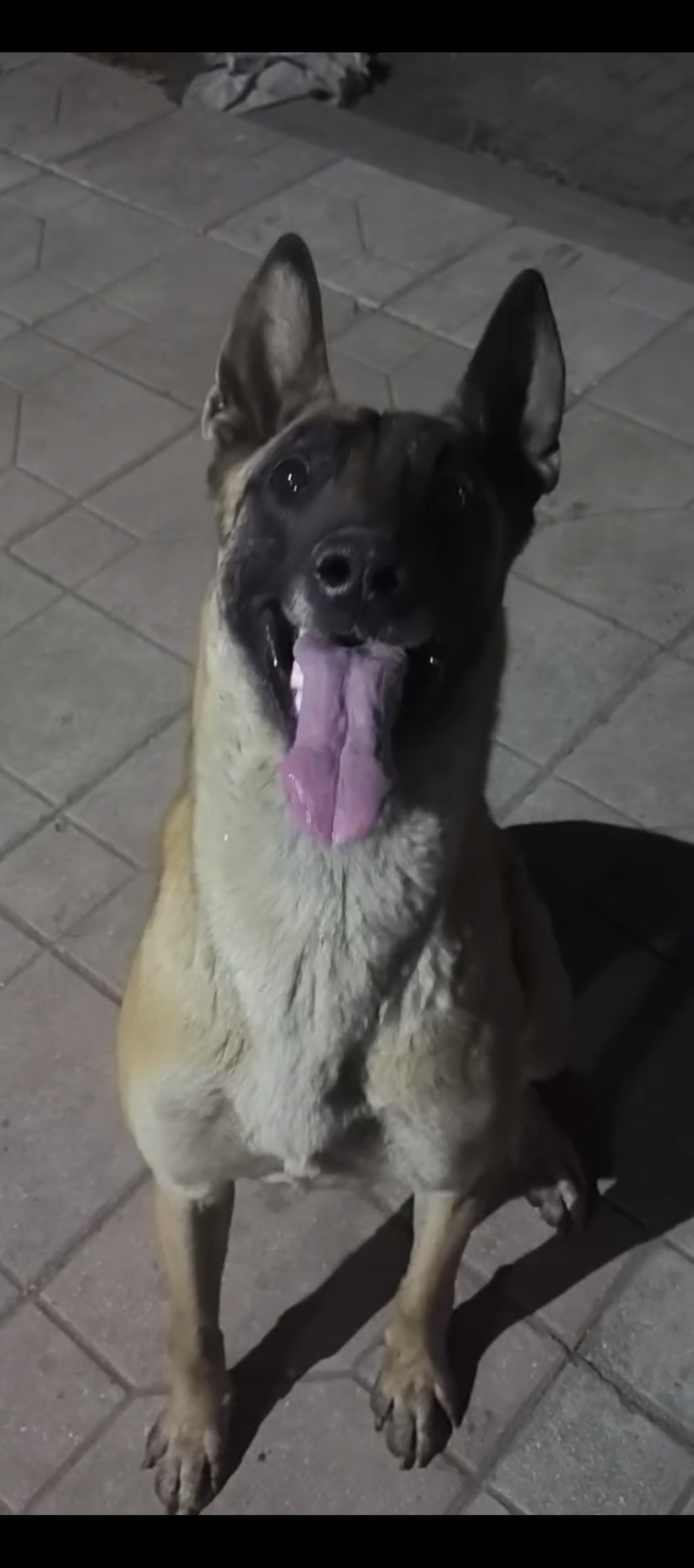 十只，六只公四只母，自家繁殖的马犬，黄马便宜处理 600 米